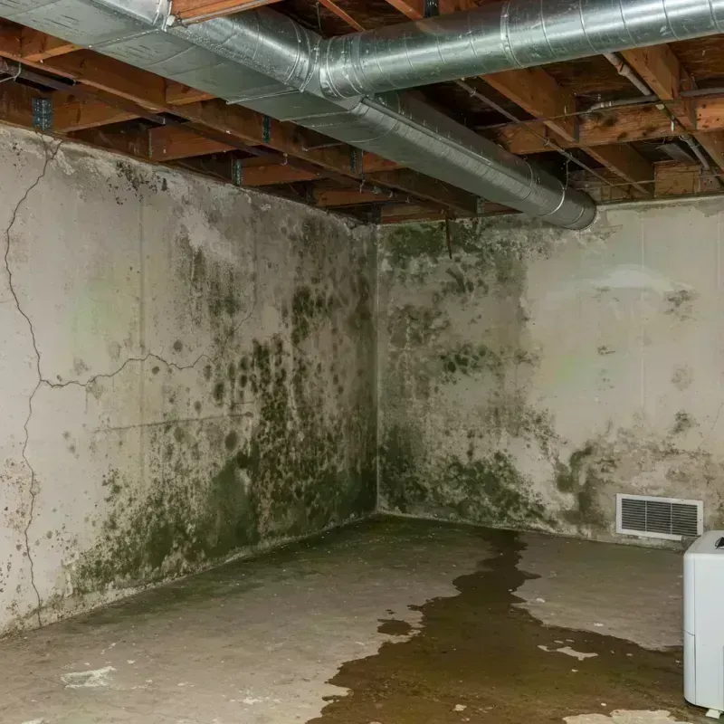 Professional Mold Removal in Havana, IL